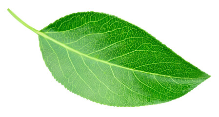 Green pears leaf isolated on transparent. Pears leaf PNG. Pears leaf full macro photo. No AI