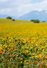 Blooming orange safflower close-up. Safflower fields against the backdrop of mountains. Industrial cultivation of safflower for oil production.