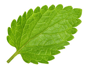 Obraz premium Melisa leaf isolated on transparent background. Fresh Melisa. Melisa mint full macro PNG. No AI