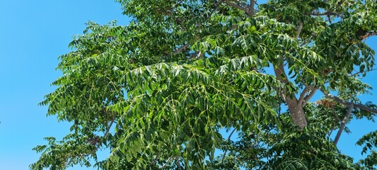 Bright green leaves shine under the clear sky in a tranquil outdoor setting during the sunny afternoon