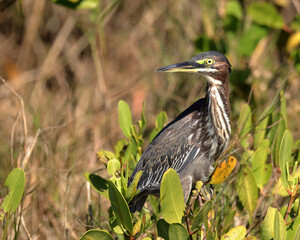 Green heron perched in a bush, looking alert in its natural habitat