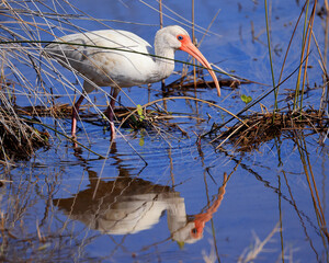White ibis wading in shallow water with reflection