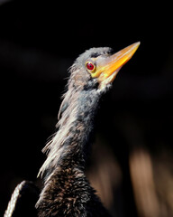 Anhinga bird portrait with striking red eye and yellow beak