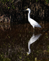 Snowy egret standing in water with reflection in natural habitat