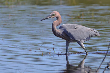 Reddish egret wading in shallow water, hunting for food in its natural habitat