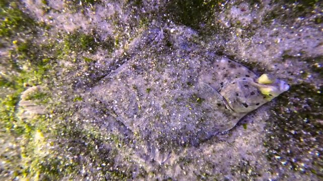 Flunder, Plattfisch liegt ruhig und gut getarnt auf dem Meeresboden, Platichthys flesus, Unterwasseraufnahme