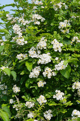 Rose,  Wildrose, Büschel-Rose, Rosa multiflora