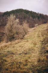 Obraz premium A soft autumn hillside covered in dry grass and scattered bare trees rises toward a distant forested hill beneath a cloudy sky, creating a calm, muted rural landscape with warm earthy tones.