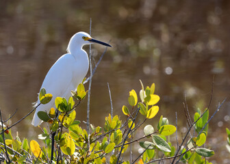Snowy egret perched on a branch with vibrant green leaves in natural habitat