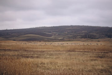 A serene autumn hillside covered in dry grass and scattered leafless trees stretches beneath a cloudy sky, creating a calm, muted landscape with soft earthy tones and natural seasonal textures.
