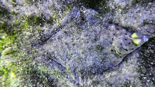 Flunder, Plattfisch lverl&auml;sst die Tarnung auf dem Meeresboden, Bewegung, Platichthys flesus, Unterwasseraufnahme