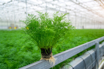 A specimen of dill grown with beautiful green foliage in an industrial greenhouse, with tubes for plant nutrition