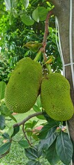 Two large, unripe green jackfruits (Artocarpus heterophyllus) with spiky, bumpy skin hanging from the tropical tree trunk, surrounded by lush green leaves in an outdoor garden.