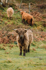The majestic furry Scottish Highland Cows. The image focuses on the animal's distinctive features: the long, shaggy coat (hairy coo), characteristic long, curved horns and soft eyes