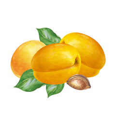 Watercolor composition with ripe apricots on an isolated background. Botanical illustration with ripe fruits, green leaves and pits. A fruit clipart for the design of product and cosmetic lines.