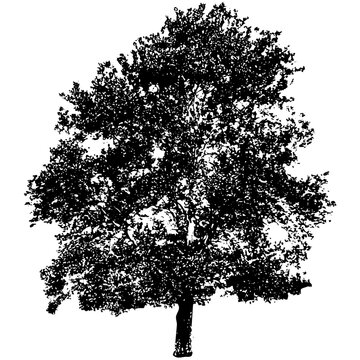 Sycamore Tree [silhouette]