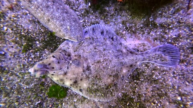 Seezunge schwimmt &uuml;ber Flunder am Meeresboden, Solea solea, Platichthys flesus, Unterwasseraufnahme