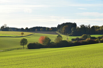 Feldlandschaft,  Herbst