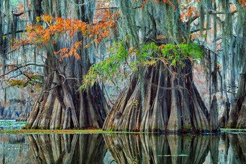 Bald Cypress Caddo Lake in Fall