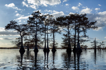 Caddo Lake Potters Point Silhouetted Trees