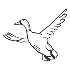 Fototapeta premium Duck drake wild duck beak wing flying doodle bird