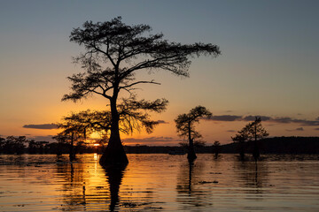 Caddo Lake Potters Point Tree Silhouette Sunset
