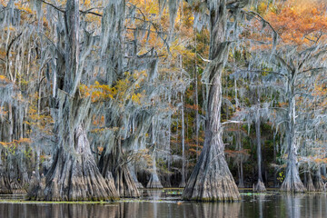Bald Cypress Caddo Lake in Fall