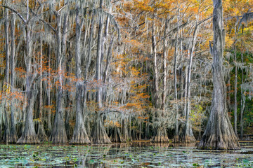Bald Cypress Trees Caddo Lake