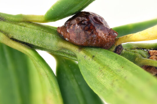 Yew scale, Parthenolecanium pomeranicum form Coccidae family soft scales, wax scales or tortoise scales. Female on yew, Taxus baccata shoot.
