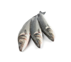 European seabass or Dicentrarchus labrax, whole raw labrax, branzino fish, European bass