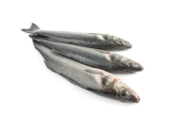 European seabass or Dicentrarchus labrax, whole raw labrax, branzino fish, European bass
