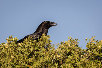 Common raven Corvus corax perched on top of a tree