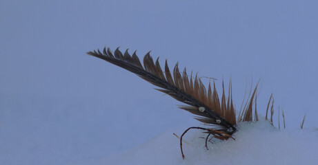 close up of a feather