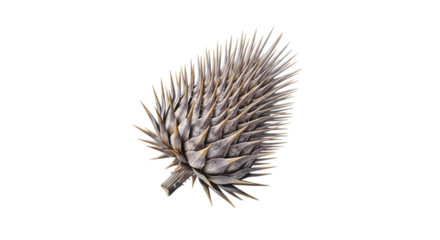 Dried burdock seed head, a natural burr isolated on transparent background