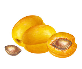 Two whole apricots and a half with a stone on an isolated background. Watercolor illustration in natural colors. Realistic clipart with juicy fruits for grocery or cosmetic lines. Autumn harvest.