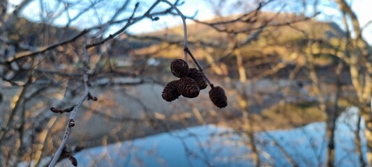 Almond-shaped seed clusters hanging from a tree branch near a calm lake at sunset