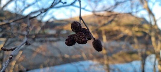 Natural scene featuring clusters of dark seed cones hanging from branches near a tranquil body of water during sunset