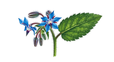 Borage with blue starshaped flowers isolated on transparent background