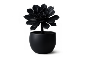 Black succulent plant in a dark pot on a transparent background, minimalist and modern decor element for design