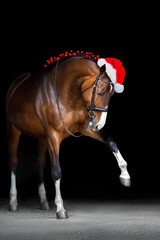 Horse in a christmas decor and santa hat on black background