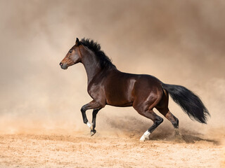 Bay horse free run in sand