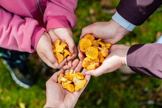 Father, mother and son showing edible mushrooms they found in forest. Close-up photo of family members hands full of chanterelle mushrooms. Fun and productive family time on weekend mushroom season.