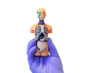 Assistance and medical insurance. Health and disease, treatment, annual medical checkup. the hand holds a human anatomical model