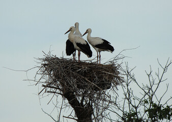 A family of storks joyfully greet the morning in their native nest