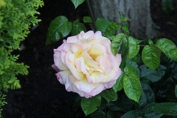 a beautiful rose in the city park in drops after rain