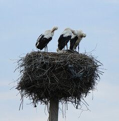 morning washing routine for a family of storks