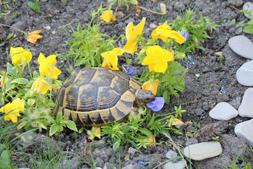 A hungry turtle greedily devours beautiful, delicious flowers.