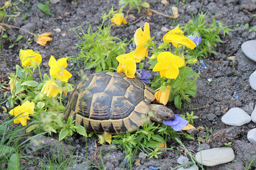 A hungry turtle greedily devours beautiful, delicious flowers.