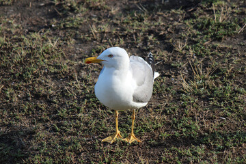 A beautiful seagull poses for a curious photographer