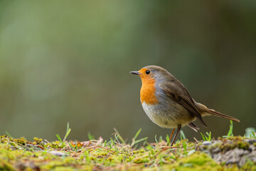 Robin resting on the ground. Close-up view. Blur background
